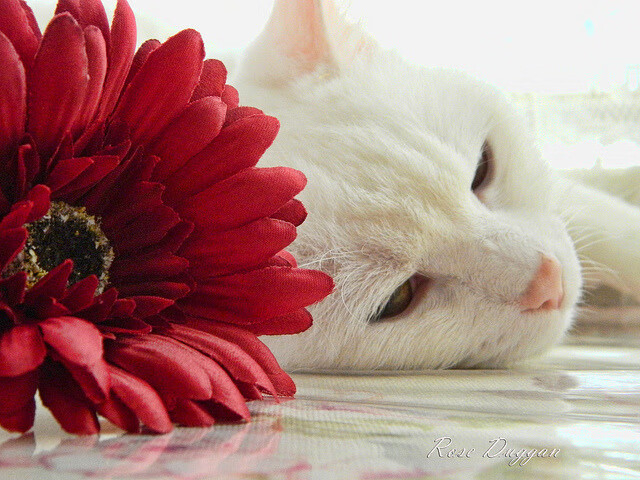 铁幕与利刃，楚阿梅尼在尤文对阵皇马中，如何以持续杀伤重写中场法则