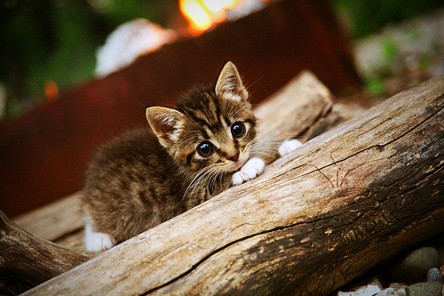 开云体育-争冠之夜，福登射穿了所有人的预期