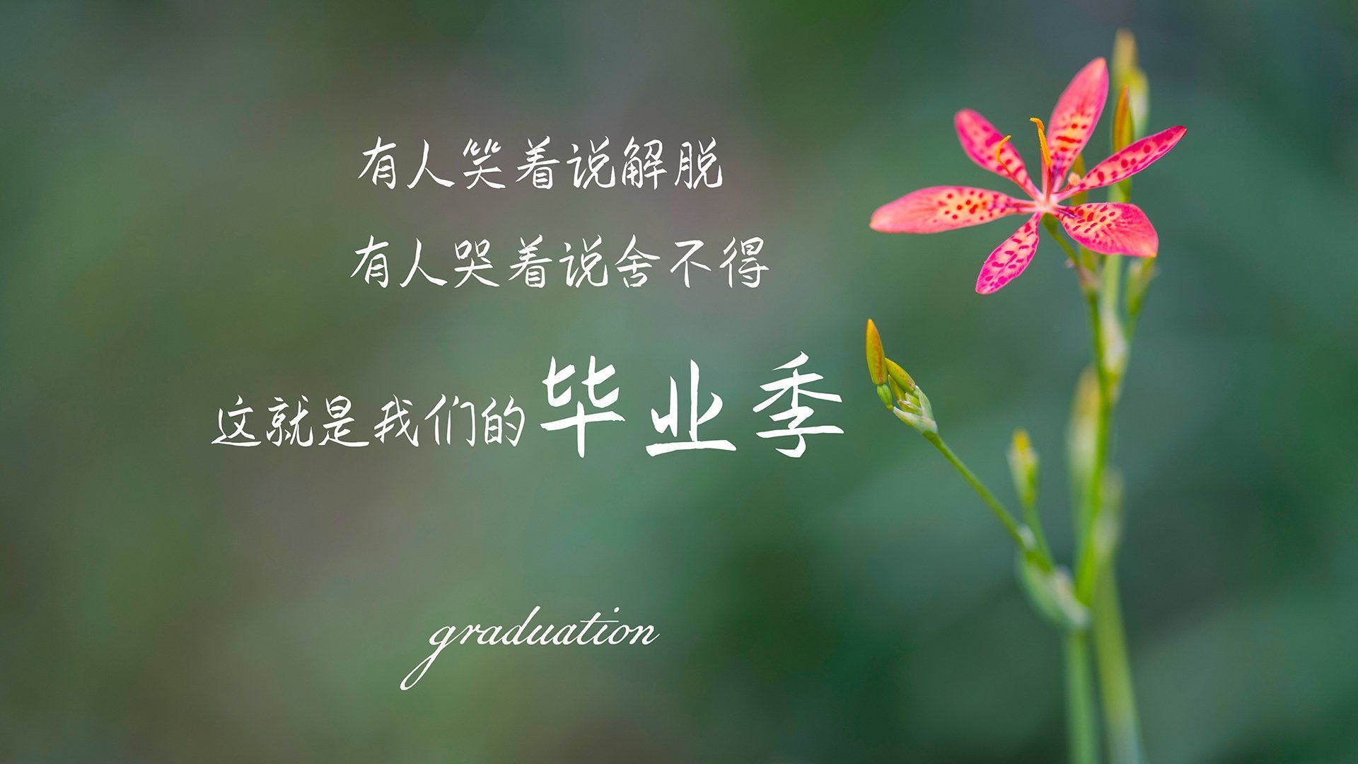 双城记,森林狼的压哨绝杀与F1赛道上的红色狂飙