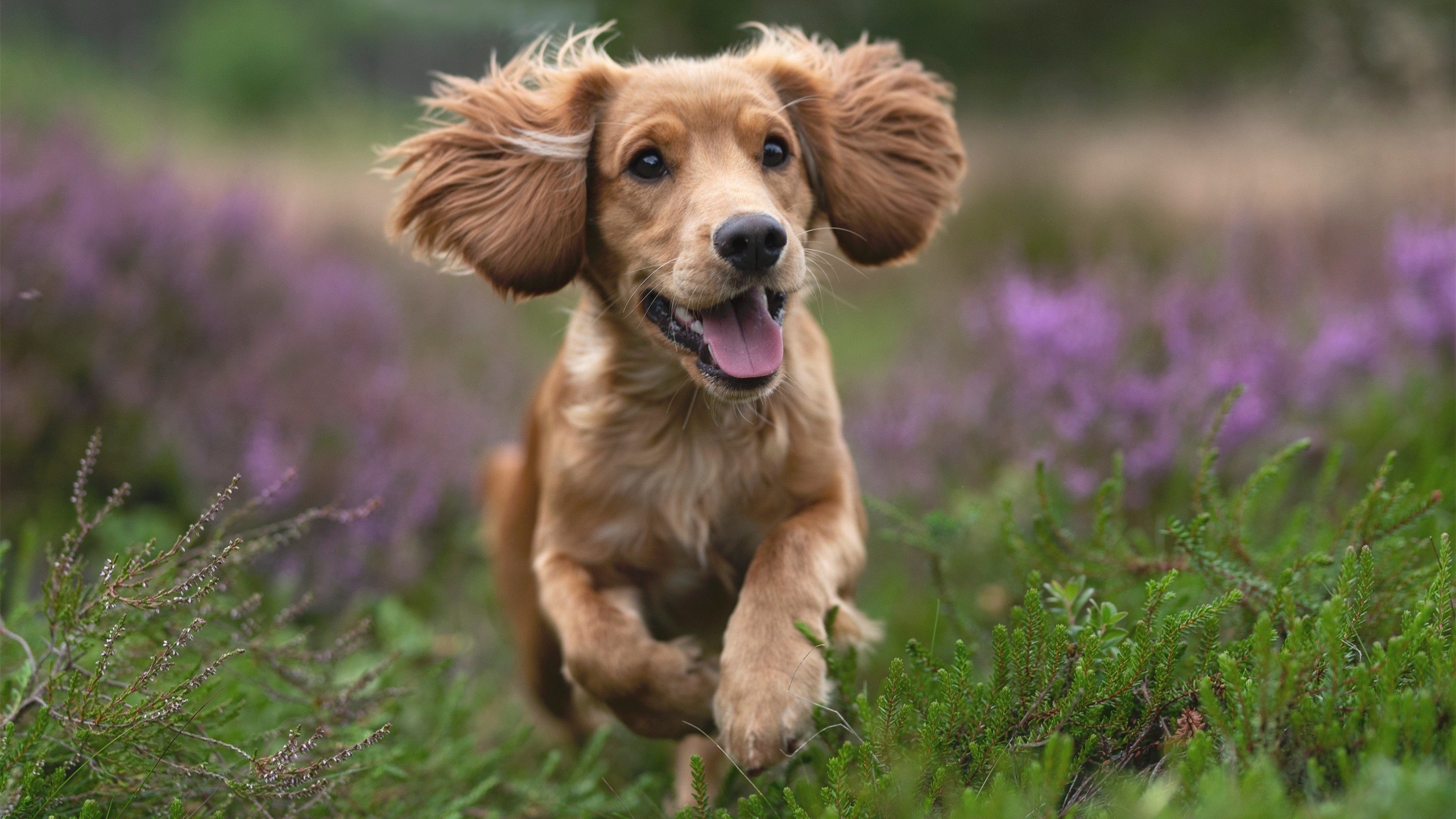 开云体育平台APP-绿茵场与木地板，2024最强得分王，今夜诞生