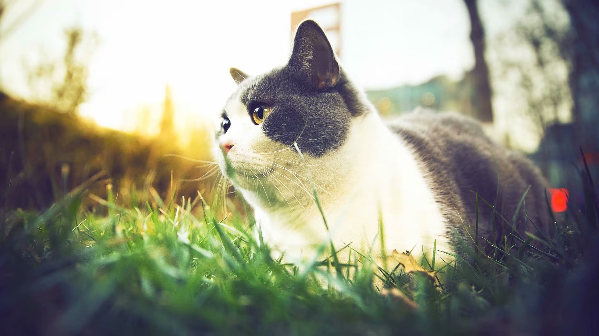 开云体育登录-铁血长城与洪荒巨兽，当猛龙用枷锁赢得自由，字母哥在统治中完成献祭