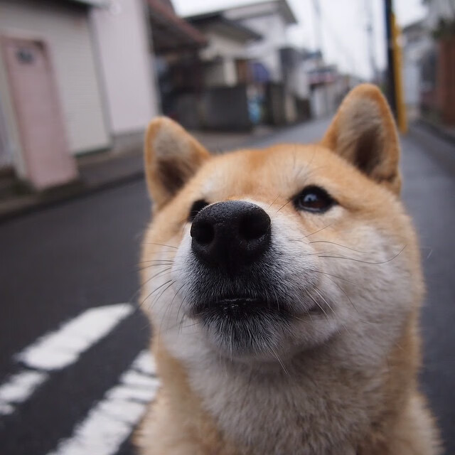 跨洋火种,塔图姆单骑难救主,吉林团队篮球的东方启示