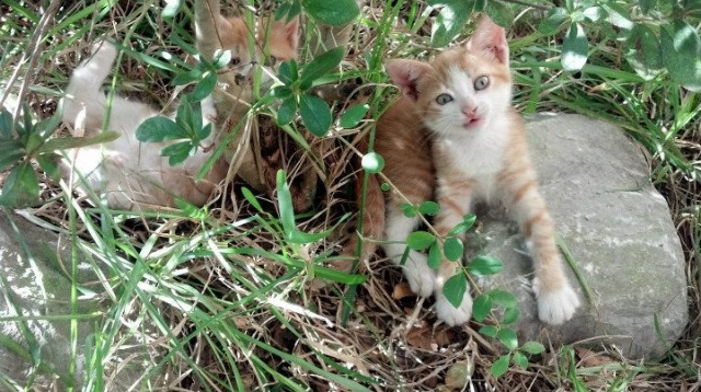 开云体育APP下载-当蓝色战车遭遇美洲飓风，一场友谊赛如何被凯恩的末节法则重新定义