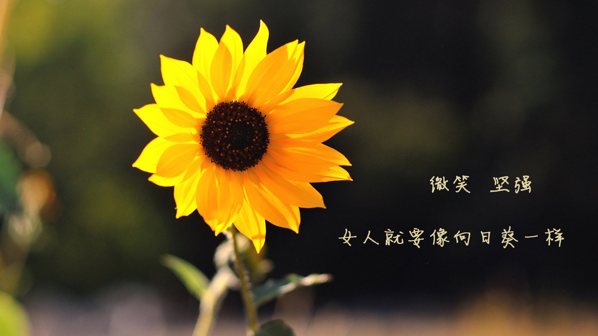 开云体育登录-2026世界杯B组，钢铁洪流吞没波斯铁骑，卢卡库用进球书写唯一篇章